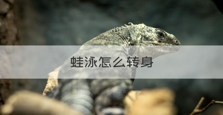 蛙泳怎么转身