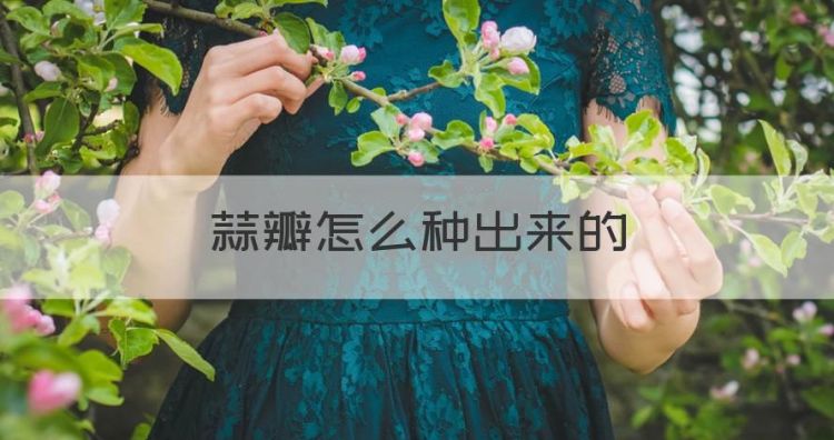 蒜瓣怎么种出来的，发芽的大蒜怎么种植方法图1