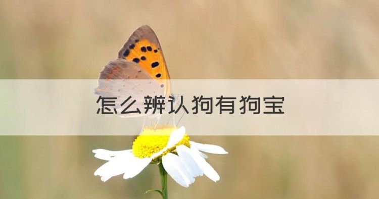 怎么辨认狗有狗宝图1