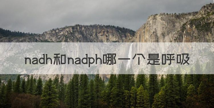 nadh和nadph哪一个是呼吸