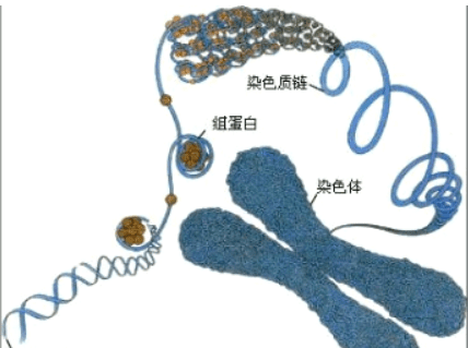 染色体的成分主要是哪两类图3