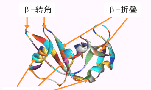 蛋白质二级结构形式有哪些，蛋白质的二级结构包括什么和什么图2