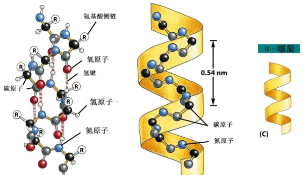 蛋白质二级结构形式有哪些，蛋白质的二级结构包括什么和什么图4