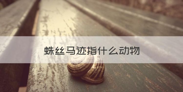 蛛丝马迹指什么动物，蛛丝马迹是指什么生肖图1