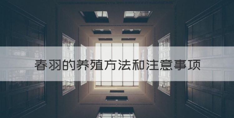 春羽的养殖方法和注意事项图1