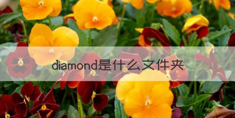 diamond是什么文件夹图1