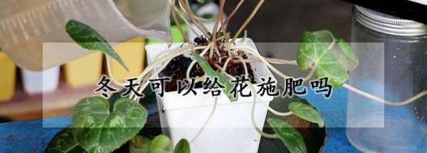 植物冬天可以施肥，冬天可以给植物施肥吗图3