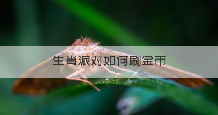 生肖派对如何刷金币，蛋仔派对金币怎么获得