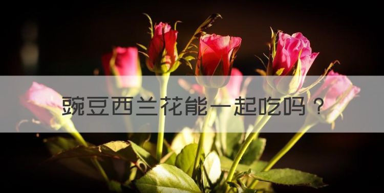 豌豆西兰花能一起吃，豌豆和西兰花能一起吃吗图1