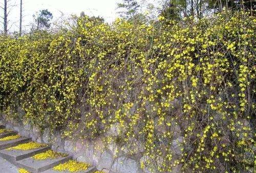 迎春花百科，迎春花是什么植物图4