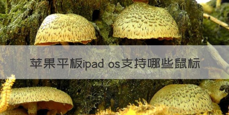 苹果平板ipad os支持哪些鼠标图1