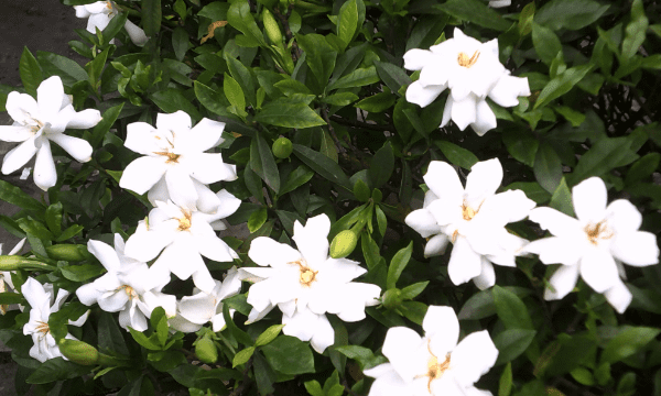 栀子花 浇多少水，栀子花浇多少水合适图2