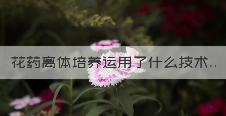 花药离体培养运用了什么技术，花药离体培养的作用与方法是什么图1