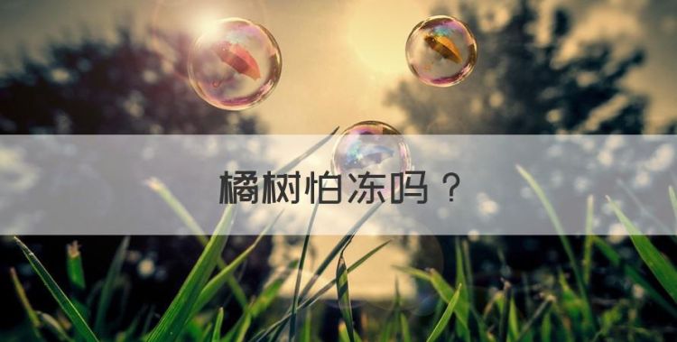 橘树怕冻，金银花冬天怕冻吗?图1