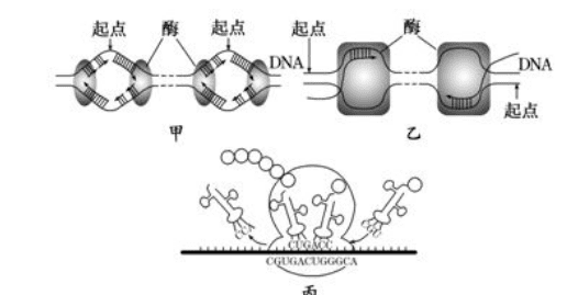 转录需要解旋酶，转录需要DNA解旋酶吗图2