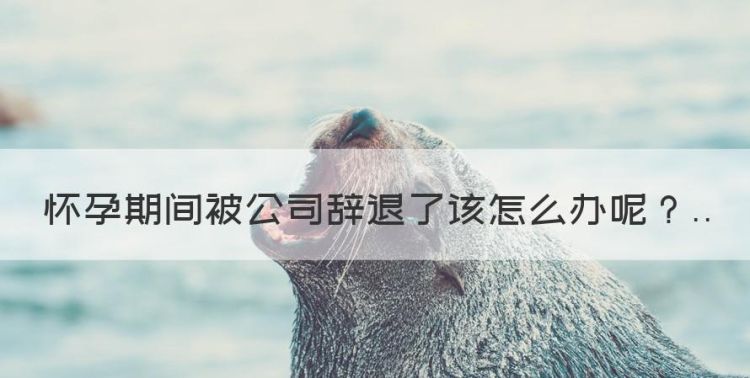 怀孕期间被公司辞退怎么赔偿，怀孕期间被公司辞退了该怎么办