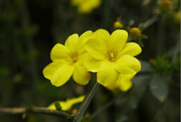 迎春花的颜色，迎春花什么颜色图2