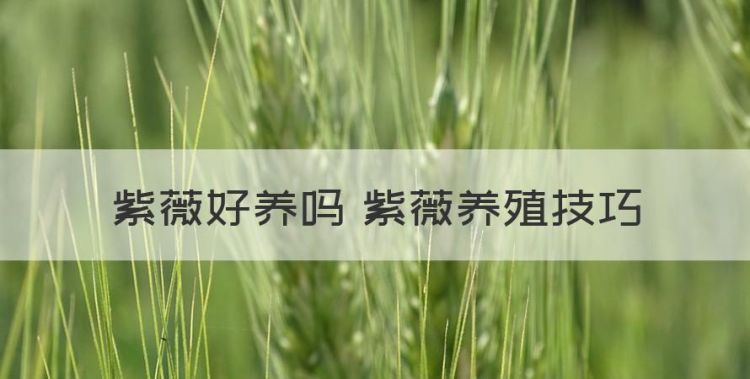 紫薇花苗的养殖方法，紫薇好养 紫薇养殖技巧图1