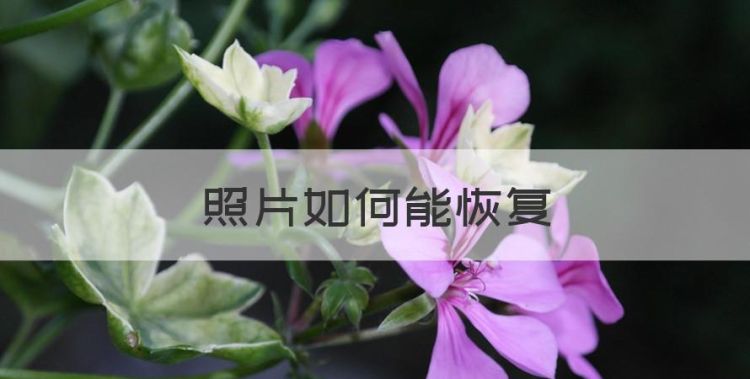 照片如何能恢复，怎么找回删除的手机录音如何恢复