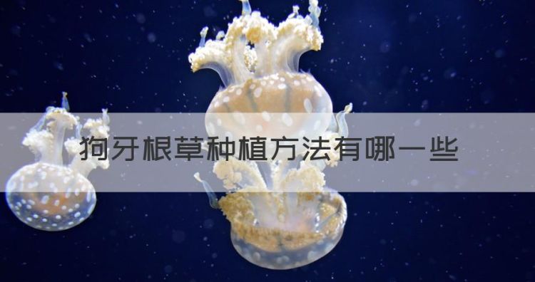 狗牙根草籽播种方法，狗牙根草种植方法有哪些图1