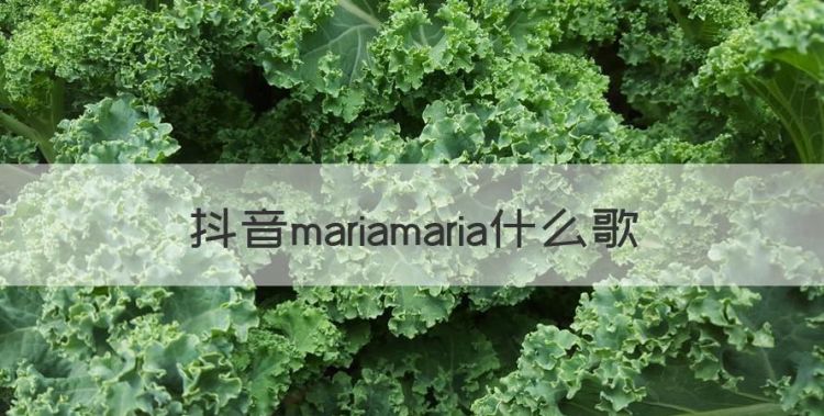 抖音mariamaria什么歌图1