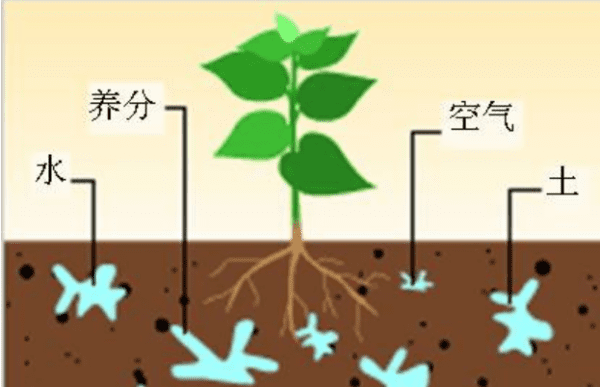 如何让植物进阶，植物怎么样快速进阶教程图2