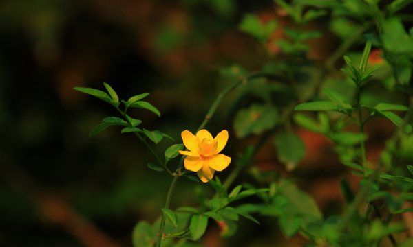 迎春花秋天怎么养，迎春花是木犀科素馨属的植物吗图3