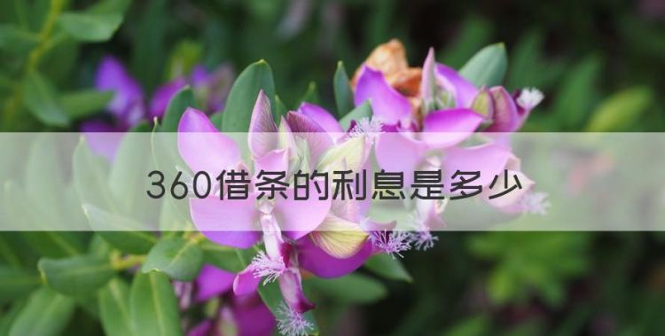 360借条的利息是多少，360借条借一万一年利息多少图1