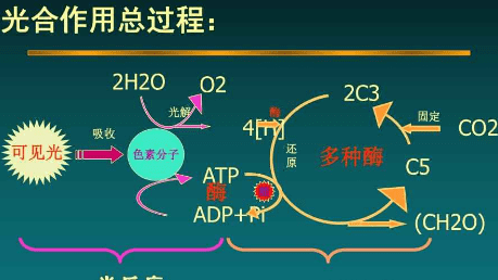 光合作用的光饱和点是什么，光饱和点和光补偿点是什么意思图2