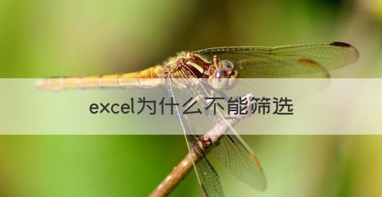 excel为什么不能筛选，excel表不能筛选是什么原因图1