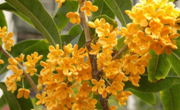 桂花几月份开花，桂花什么时候开花季节是春天吗图4