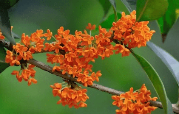 桂花几月份开花，桂花什么时候开花季节是春天吗图6