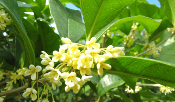 桂花几月份开花，桂花什么时候开花季节是春天吗图7