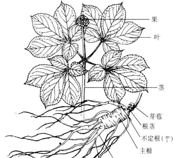 西洋参长什么样，怎样辨别进口和国产西洋参图2