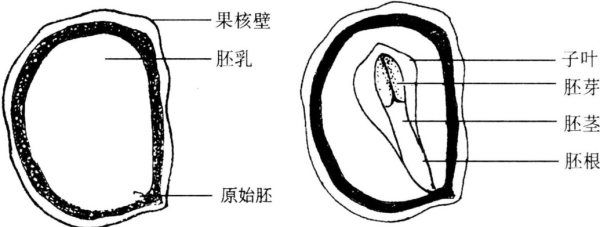 西洋参长什么样，怎样辨别进口和国产西洋参图3