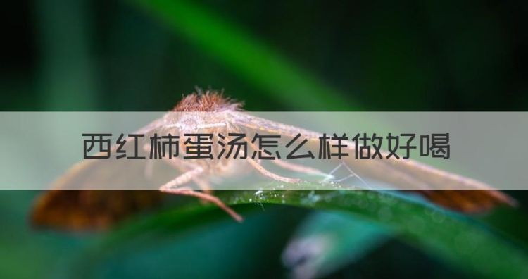 西红柿蛋汤怎么样做好喝，番茄鸡蛋汤怎么做最好吃窍门图1