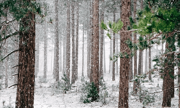 关于大雪的谚语，关于大雪谚语有哪些图3