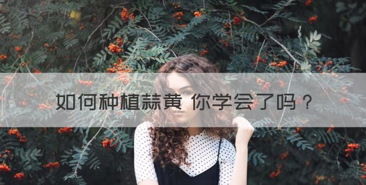 如何种植蒜黄 你学会了图1