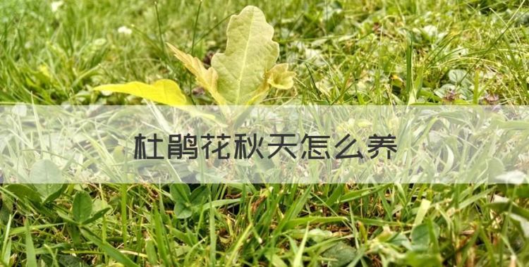 杜鹃花秋天怎么养，杜鹃花春季的养殖方法和注意事项有哪些图1