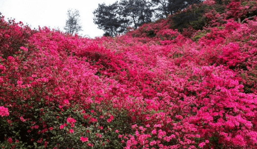 杜鹃花秋天怎么养，杜鹃花春季的养殖方法和注意事项有哪些图4