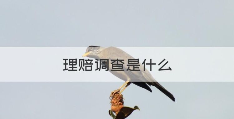 理赔调查是什么，保险理赔调查是什么工作图1