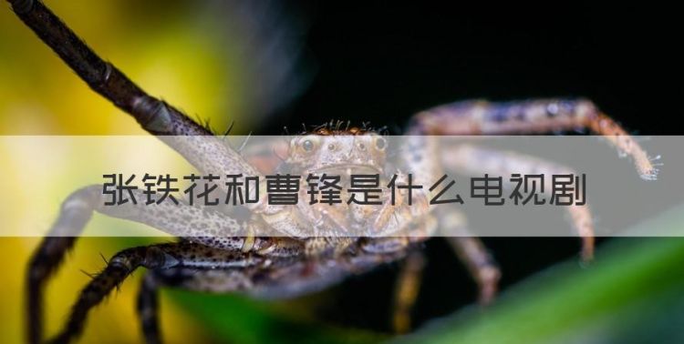 铁花曹峰是什么电视剧，张铁花和曹锋是什么电视剧图1