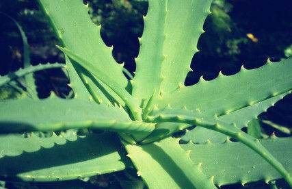 芦荟都可以吃，芦荟可以吃吗 有什么功效和作用图10