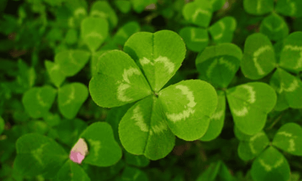 四叶草的花语，四叶草花语和祝福图3