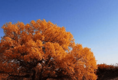 什么叫胡杨树，温馨的含义和象征意义是什么图3