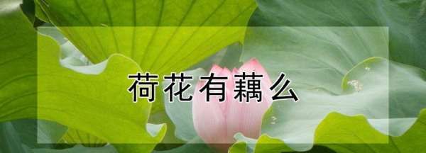 荷花能长出藕，荷花只开花不结藕图2