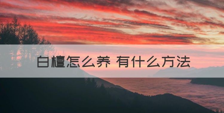 白檀怎么养 有什么方法，白檀仙人指的养殖方法和注意事项图1