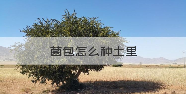 菌包怎么种土里，蘑菇包土培方法 有什么土培的技巧和方法图1