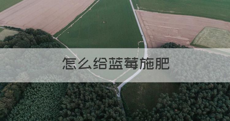 怎么给蓝莓施肥图1