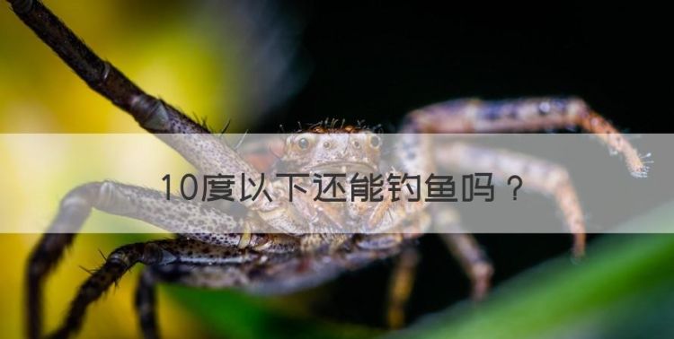 0度以下还能钓鱼，0度一1O度能钓鲤鱼图1